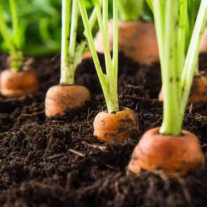 Grow Your Own "Raised Bed Kit"